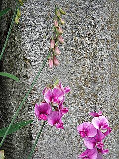 Foto rosa Wicken Blüten vorm Mauerwerk