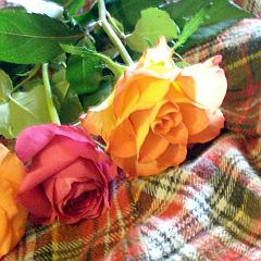 Zwei Rosen in Pastell