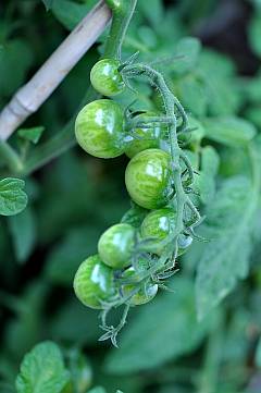 grüner Grüne Tomaten - Eichblattsalat
