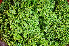 grüner Lollo Bionda - Eichblattsalat