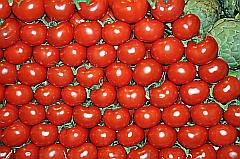 leuchtend rote Tomaten, sonnengereift