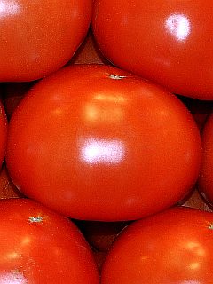 lizenzfreies Foto von leuchtend roten, sonnengereiften Tomaten