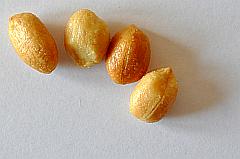 geröstete Erdnüsse