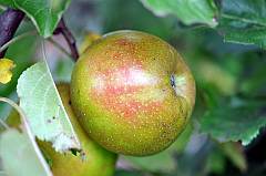 Apfel, Boskoop