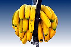Bund Bananen