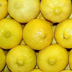 leuchtend gelbe, sonnengereifte Zitronen in Großaufnahme
