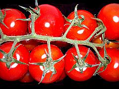 Aufnahme einer Tomatenrispe