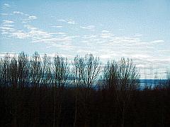 Bäume - verträumte Silhouetten vor blauem Himmel mit weißen Wolken