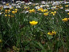 Blumenwiese mit Wildblumen - Gänseblümchen und Butterblumen