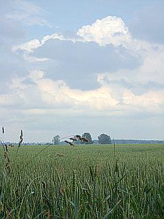 grünes Getreidefeld vor blauem Himmel