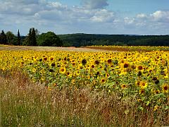 sanfte Hügel und Felder mit leuchtenden Sonnenblumen