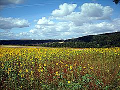 Sonnenblumen-Feld in voller Blüte unter blauem Himmel