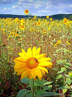 Sonnenblume in voller Blüte unter blauem Himmel im Feld