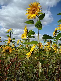Sonnenblumen Feld in voller Blüte