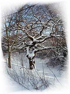 Winter-Märchen: Verschneiter Baum