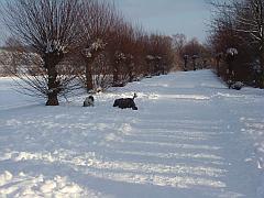 lizenzfreies Foto: Wanderung im Winter auf verschneiten Pfaden