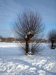 Foto: verschneite Wiese mit Baum im Winter