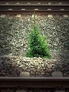 Weihnachten: Einsamer Tannenbaum am Bahndamm