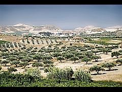 Ölbäume in der Hochebene von Messara - Olivenbaum Plantagen