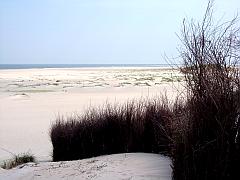 Seetang auf endlosem weißen Sandstrand