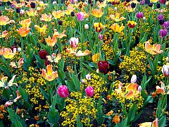 Foto eines riesigen Tulpenfeldes in voller Blüte