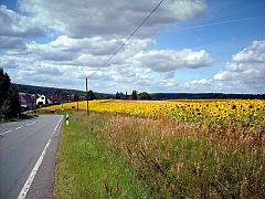 Landstraße zwischen gelben Sonnenblumen-Feldern und grünen Wiesen