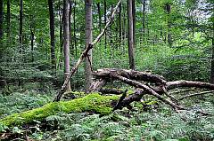 morsches Holz im Wald