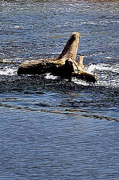 Baumstumpf im Wasser - altes Wehr im Fluss