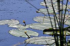 gelbe Seerosen im Fluss