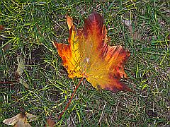 Herbstlaub: Ahornblatt