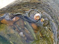 Drei Schnecken mit Algen im ablaufenden Wasser