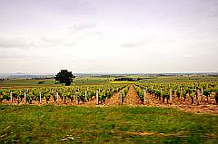 Weinanbau an der Loire