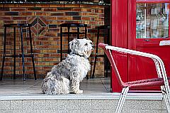 typisches, einfaches Bistro mit Hund im Eingang sitzend und rotem Stuhl