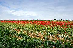 leuchtend rote Mohnblumen-Felder - Klatschmohn am Feldrand