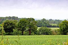 Foto grün in grün: Weizenfeld mit Gruppen aus Bäumen