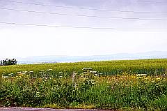 Kornfeld mit Blumenwiese nahe Limoges