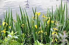 typisches Landschaftsbild: wilde Schilf Iris am Flussufer