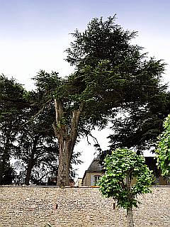 alte Stadtmauer mit Schießscharten und Nadelbaum