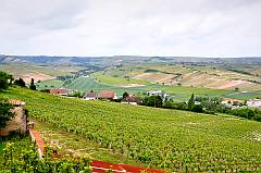 Weinberge in Mittelfrankreich nahe Sancerre