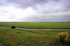 grüne Felder mit gelb blühendem Ginster westlich von Niort
