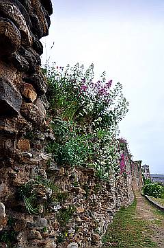 alte, verwucherte Burgmauer