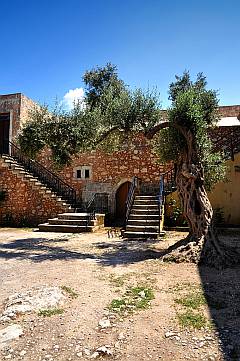 Olivenbaum im Innenhof