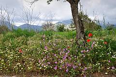 Blütenpracht Lassithi Plateau