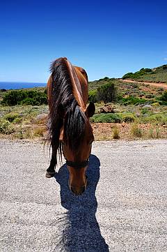 Ein Pferd auf Kreta