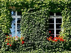 Weinumrankte Fenster mit Blumenkästen