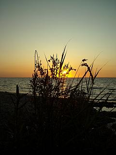 Gräser am Strand im Sonnenuntergang