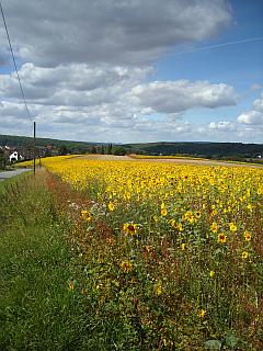 Sonnenblumen-Feld - Agrarwirtschaft im Raum Nienstädt