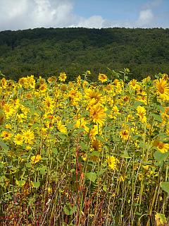 landwirtschaftliche Nutzung der Sonnenblumen im Anbau vorm Deister bei Nienstädt