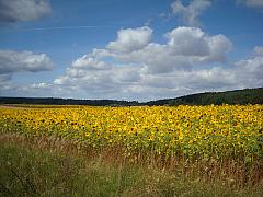 weite, leuchtend gelbe Sonnenblumen-Felder vorm Nienstädter-Pass am Deister
