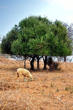 Olivenbaum mit Schaf